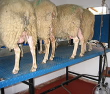 Milking Parlour